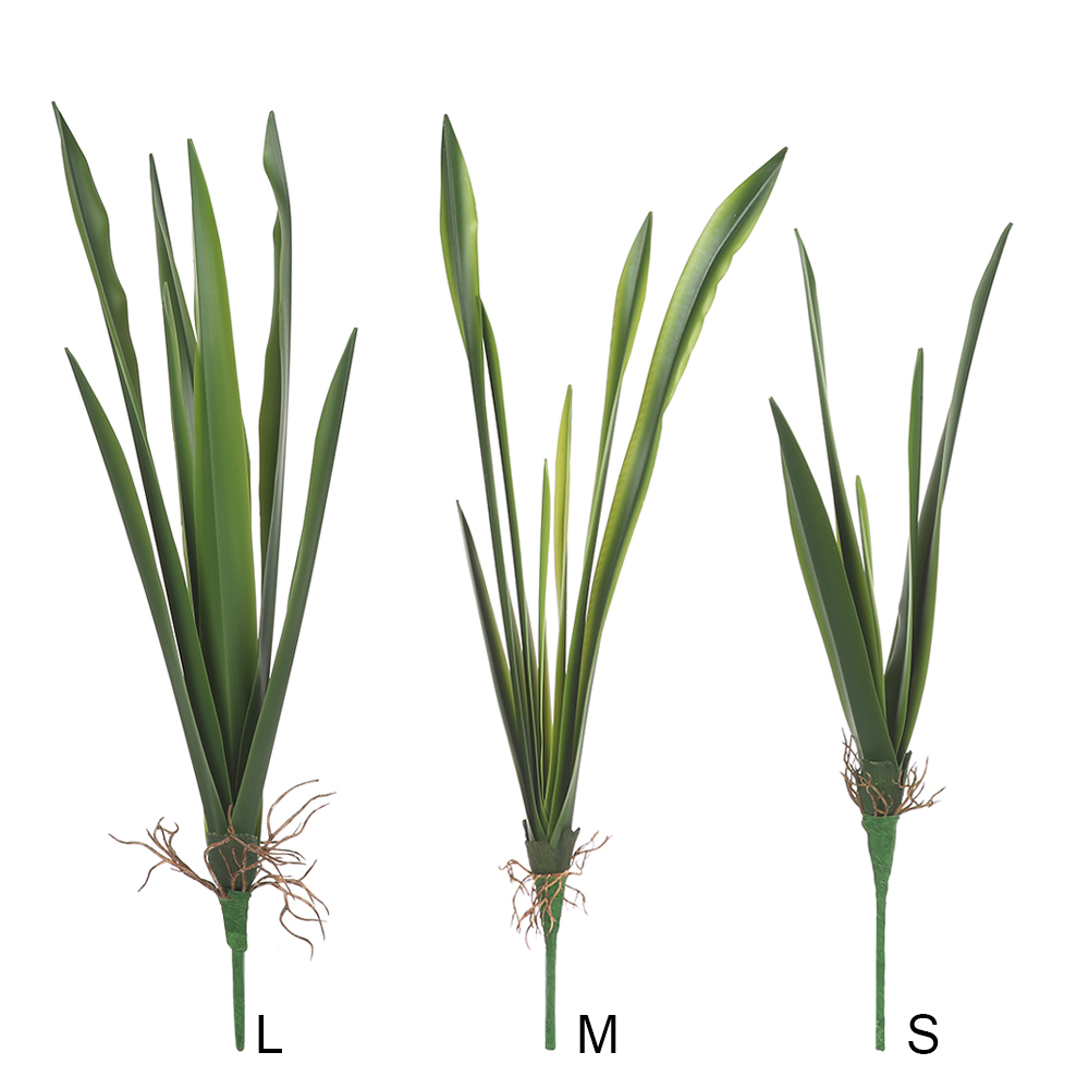 New Party Supplies High Grade  - Dracaena Marginata 评论和价格