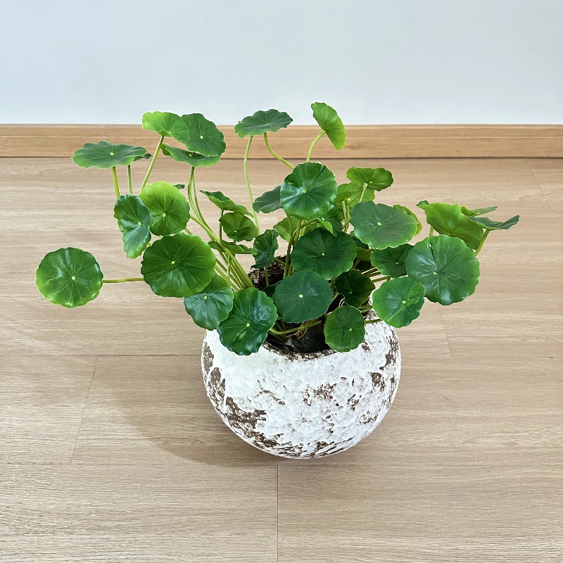 2pcs Artificial Pilea Peperomi - Pilea Peperomioides 评论和价格