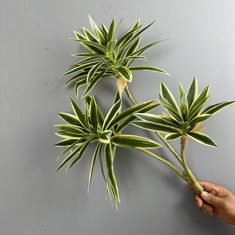 Simulated Green Plants 3 Heads - Dracaena Marginata 评论和价格