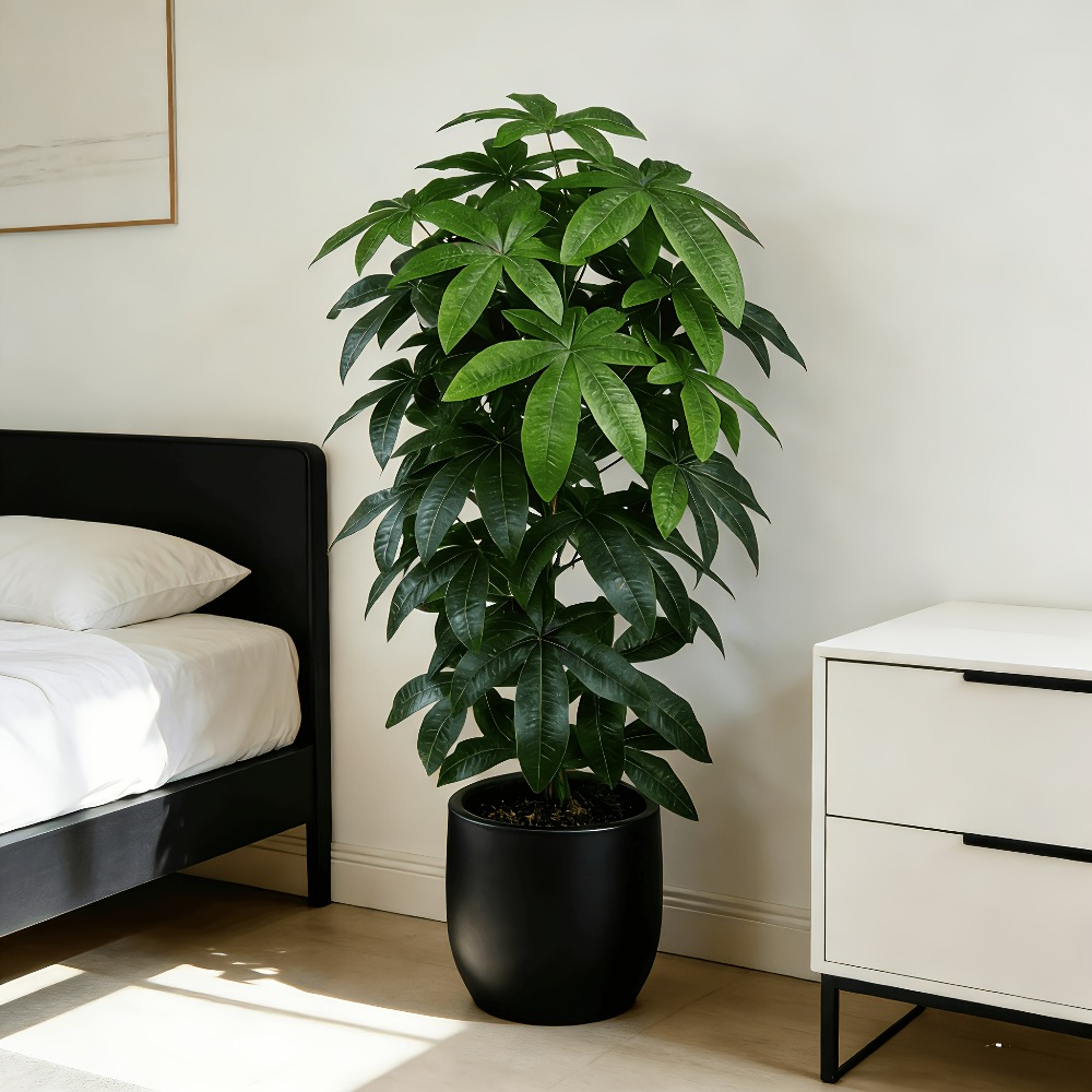 An Artificial Money Tree Pachi - Dracaena Marginata 评论和价格