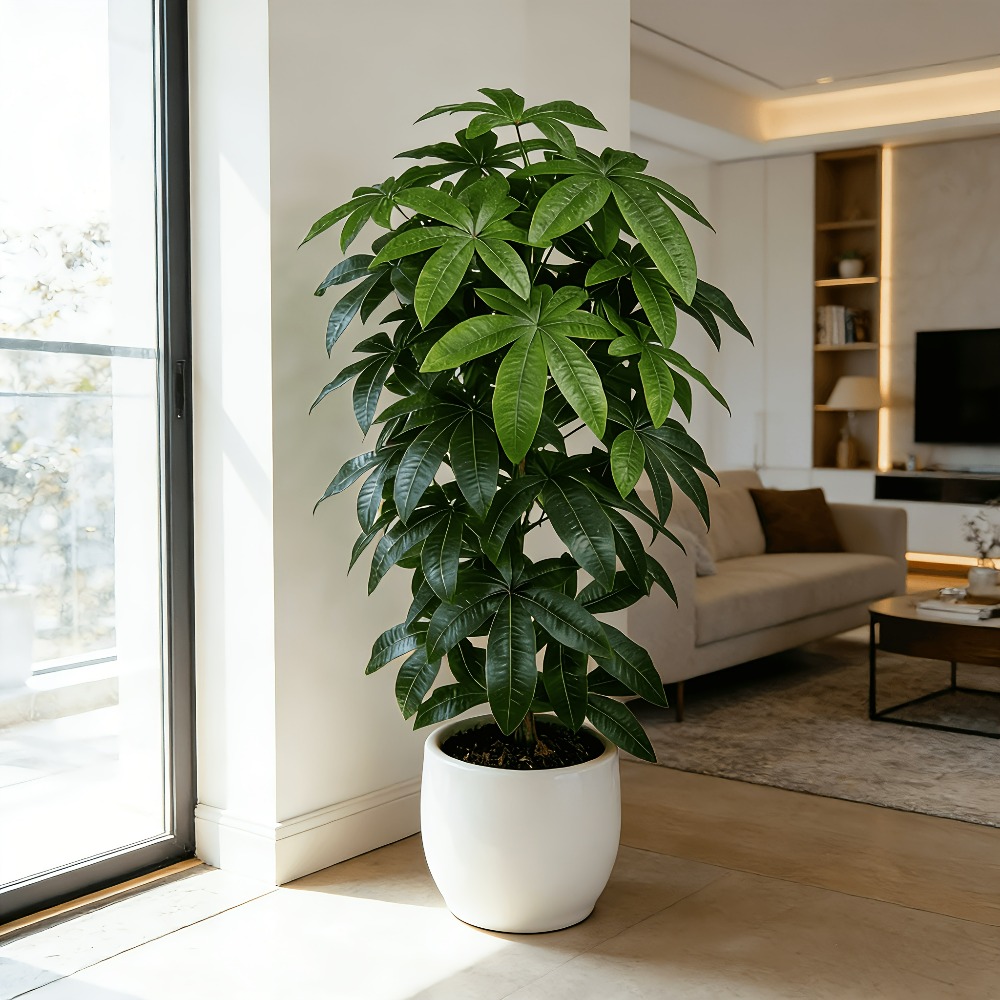 An Artificial Money Tree Pachi - Dracaena Marginata 评论和价格